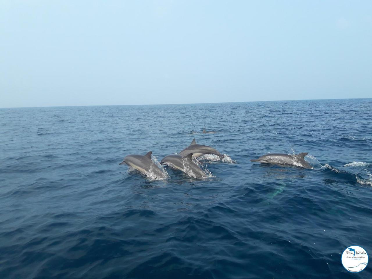 Blue Whale Resort & Kite Surfing Kalpitiya Exterior photo